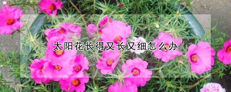 太陽花長得又長又細怎么辦