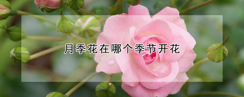 月季花在哪個(gè)季節(jié)開花