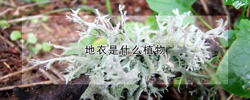 地衣是什么植物