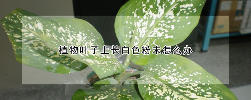 植物葉子上長白色粉末怎么辦