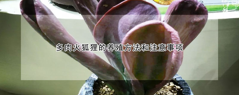 多肉火狐貍的養殖方法和注意事項