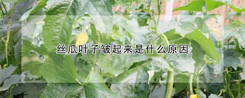 絲瓜葉子皺起來(lái)是什么原因