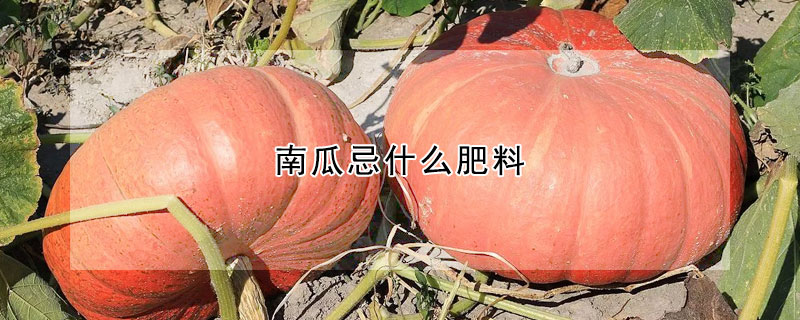 南瓜忌什么肥料