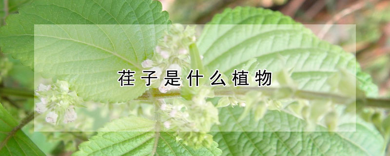 荏子是什么植物