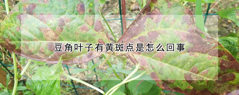 豆角葉子有黃斑點(diǎn)是怎么回事