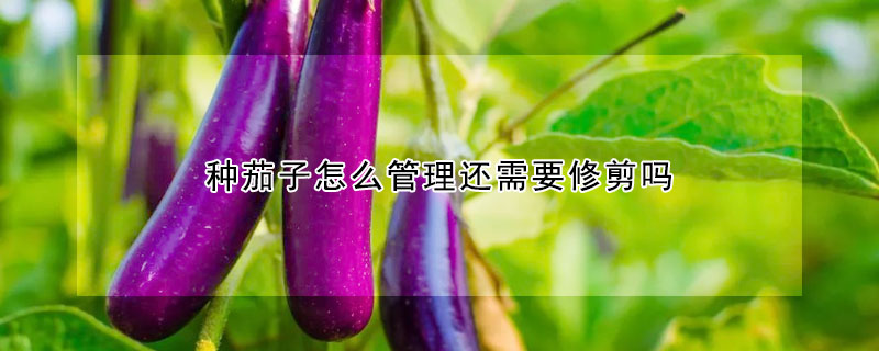 種茄子怎么管理還需要修剪嗎