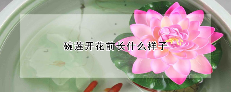 碗蓮開花前長什么樣子