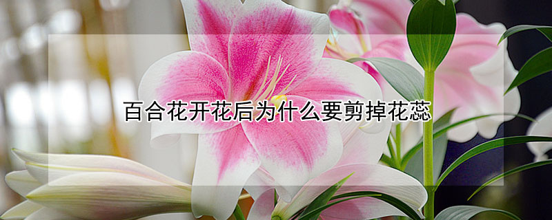 百合花開花后為什么要剪掉花蕊