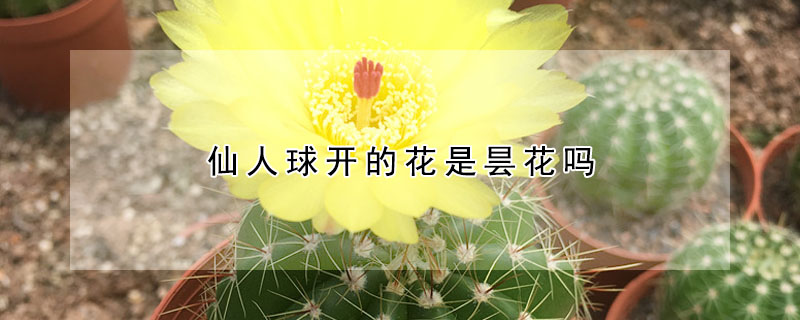 仙人球開的花是曇花嗎