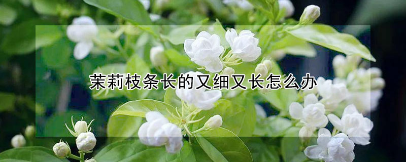 茉莉枝條長的又細(xì)又長怎么辦