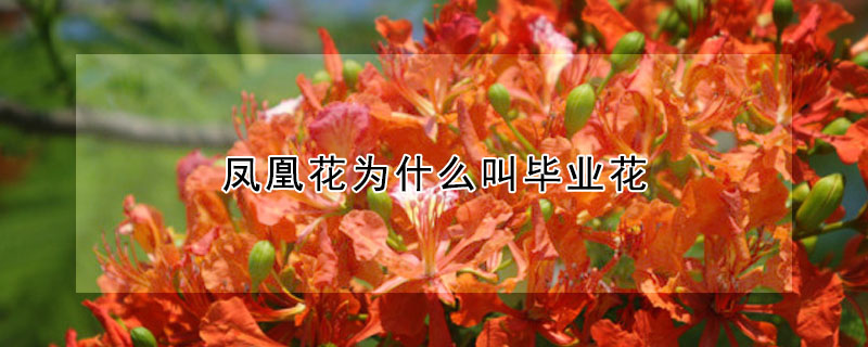 鳳凰花為什么叫畢業花