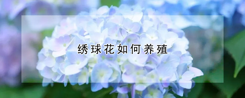 繡球花如何養(yǎng)殖