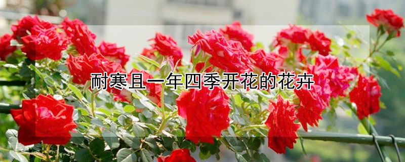 耐寒且一年四季開花的花卉