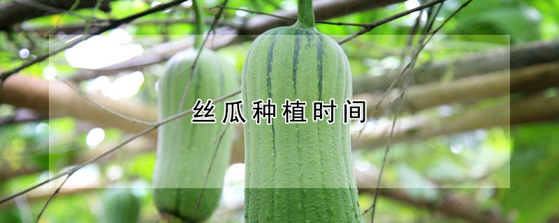 絲瓜種植時(shí)間