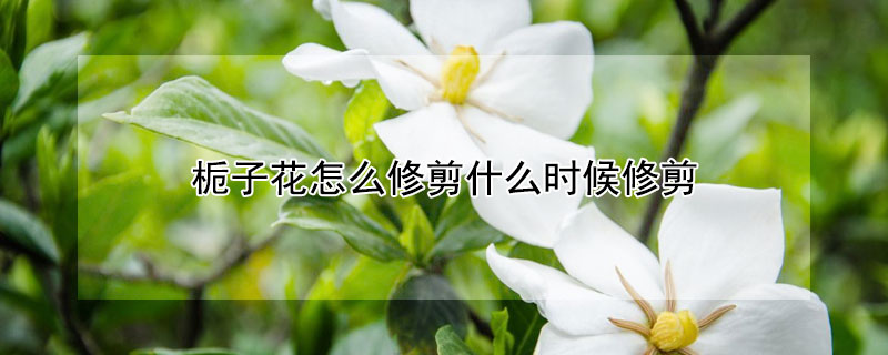 梔子花怎么修剪什么時(shí)候修剪