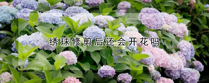 繡球修剪后還會開花嗎