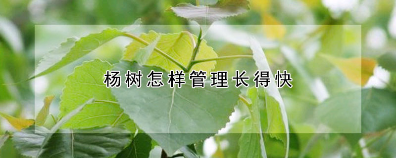 楊樹怎樣管理長得快