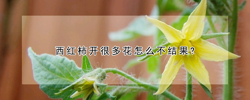 西紅柿開(kāi)很多花怎么不結(jié)果?