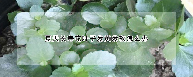 夏天長壽花葉子發黃發軟怎么辦