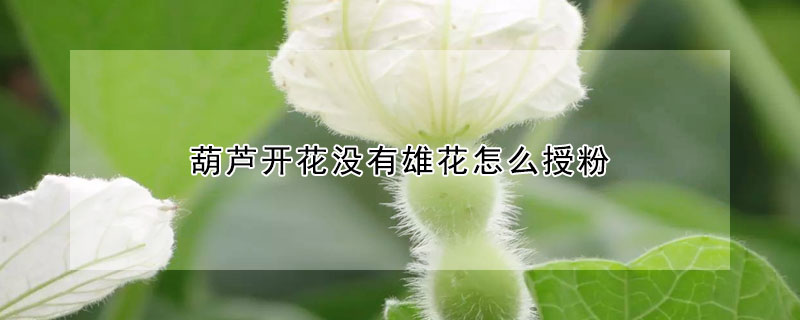 葫蘆開花沒有雄花怎么授粉