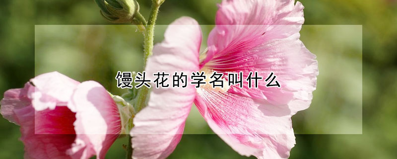 饅頭花的學(xué)名叫什么