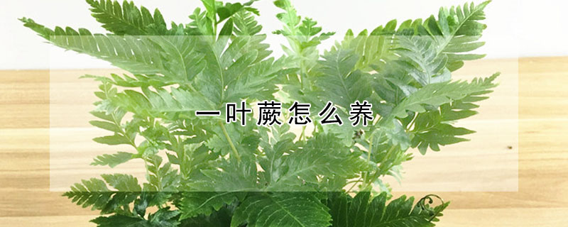 一葉蕨怎么養(yǎng)