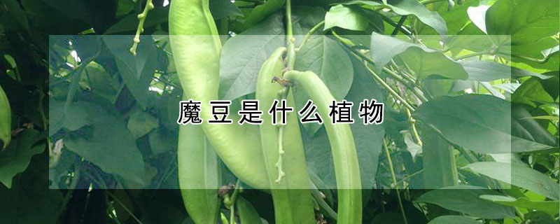 魔豆是什么植物