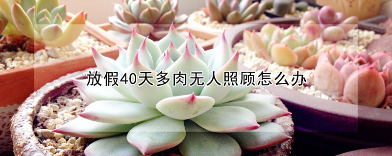 放假40天多肉無(wú)人照顧怎么辦