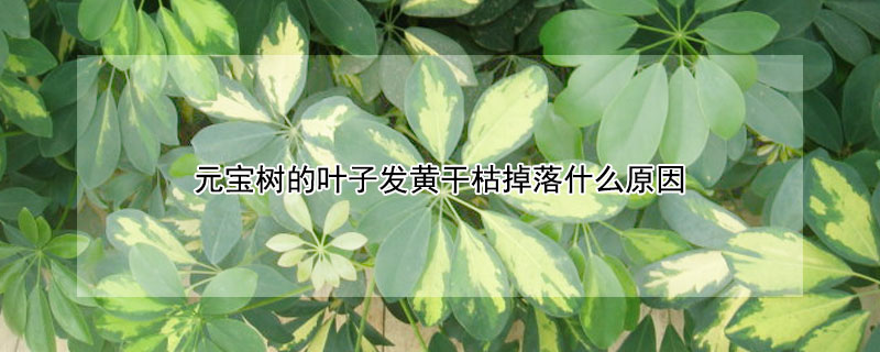 元寶樹的葉子發(fā)黃干枯掉落什么原因