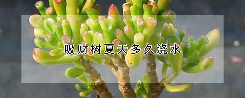 吸財(cái)樹(shù)夏天多久澆水