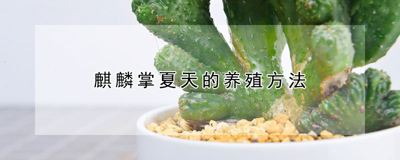 麒麟掌夏天的養(yǎng)殖方法