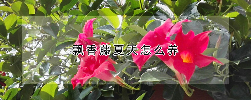 飄香藤夏天怎么養(yǎng)