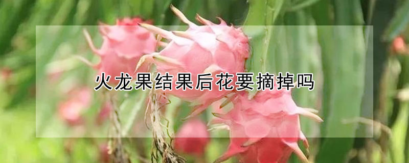 火龍果結果后花要摘掉嗎