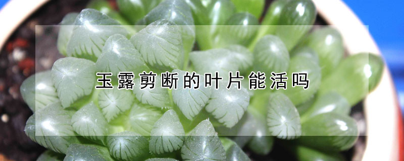 玉露剪斷的葉片能活嗎