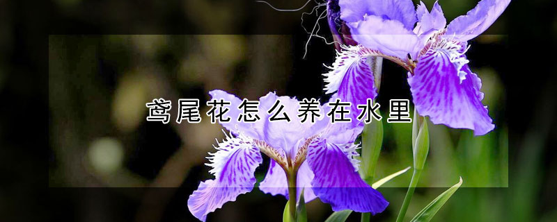 鳶尾花怎么養在水里