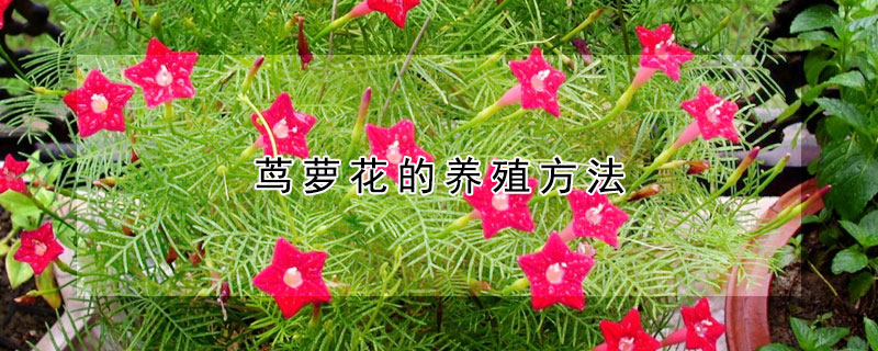 蔦蘿花的養(yǎng)殖方法