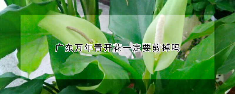 廣東萬(wàn)年青開(kāi)花一定要剪掉嗎