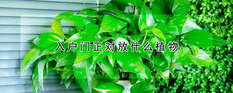 入戶門(mén)正對(duì)放什么植物