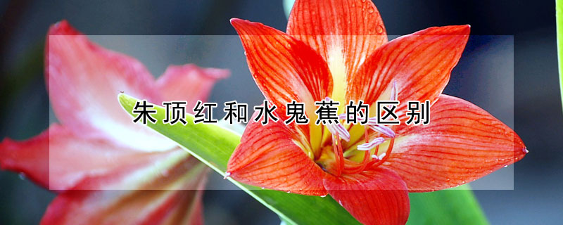 朱頂紅和水鬼蕉的區(qū)別