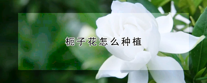 枙子花怎么種植