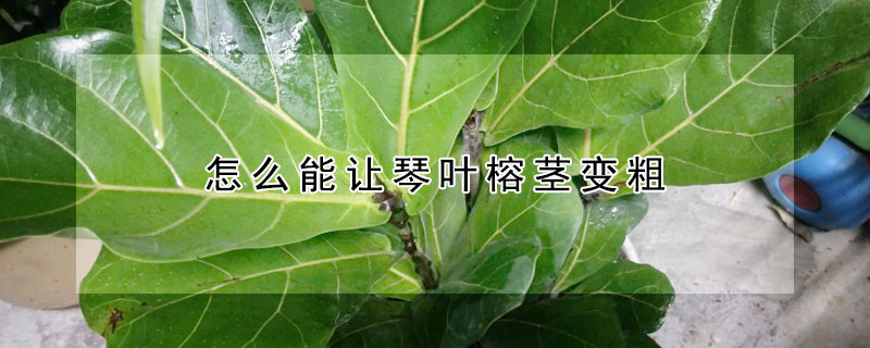 怎么能讓琴葉榕莖變粗