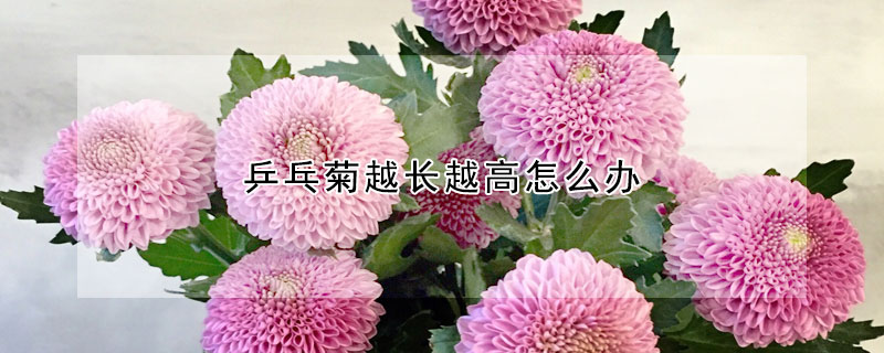 乒乓菊越長越高怎么辦