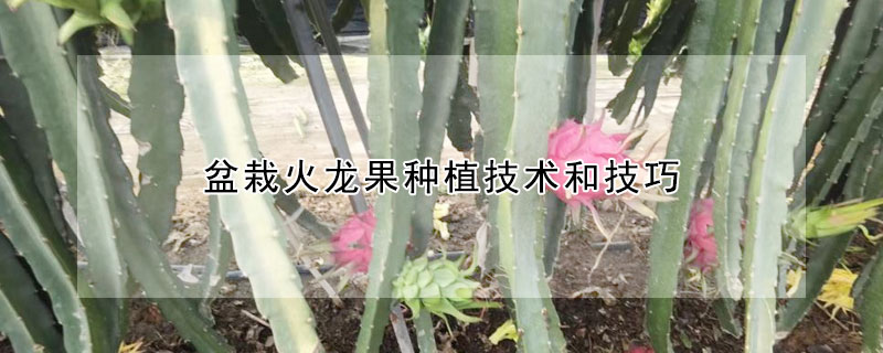 盆栽火龍果種植技術(shù)和技巧