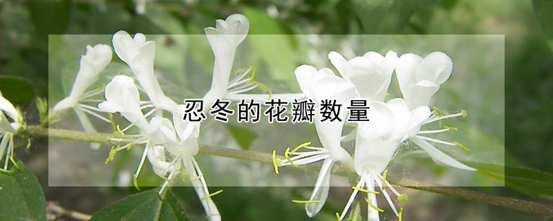 忍冬的花瓣數(shù)量