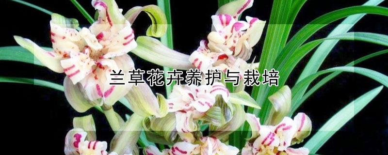 蘭草花卉養(yǎng)護(hù)與栽培