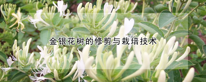 金銀花樹的修剪與栽培技術(shù)