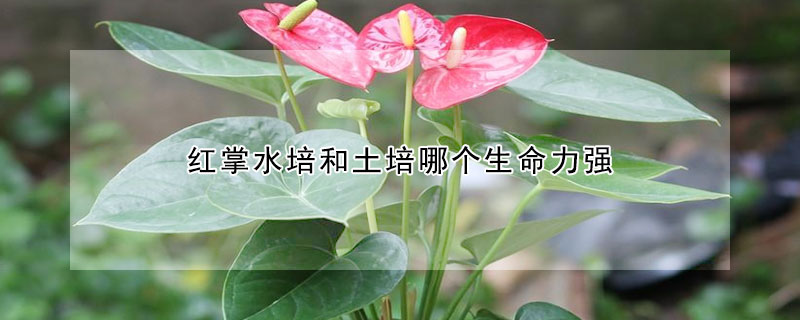 紅掌水培和土培哪個(gè)生命力強(qiáng)