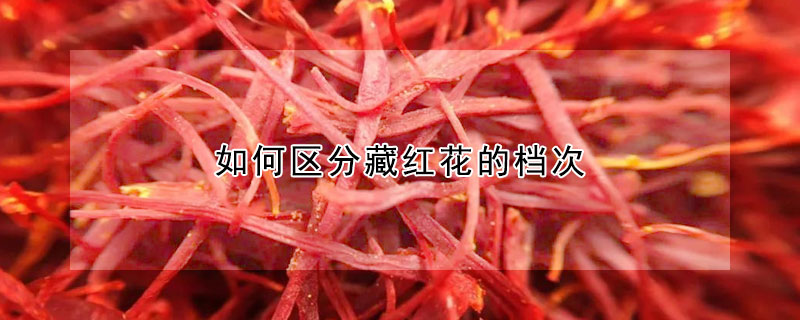 如何區(qū)分藏紅花的檔次