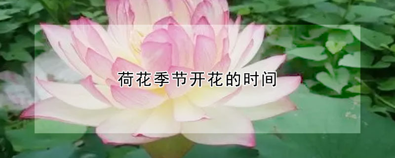 荷花季節(jié)開(kāi)花的時(shí)間