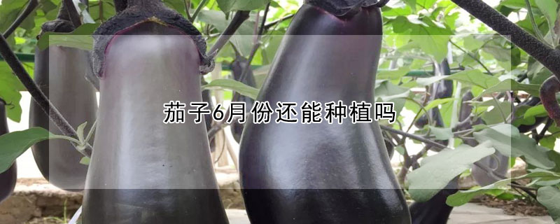 茄子6月份還能種植嗎